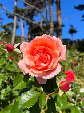 西武園ゆうえんちに投稿された画像（2021/11/3）