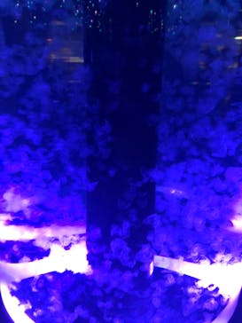 マクセル アクアパーク品川に投稿された画像（2021/11/3）