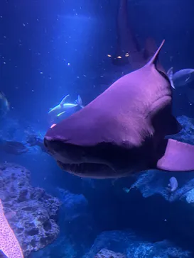 すみだ水族館に投稿された画像（2021/11/3）