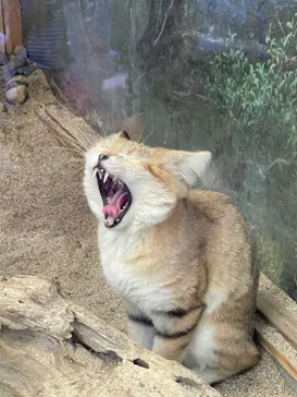 神戸どうぶつ王国に投稿された画像（2021/11/3）