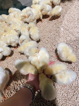 Moff animal world MARK IS みなとみらい店に投稿された画像（2021/11/3）