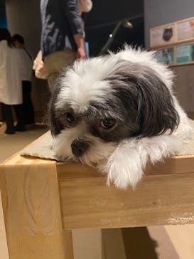 Moff animal world MARK IS みなとみらい店に投稿された画像（2021/11/3）