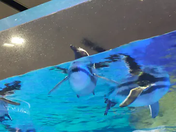 すみだ水族館に投稿された画像（2021/11/3）