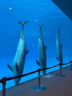 名古屋港水族館に投稿された画像（2021/11/3）