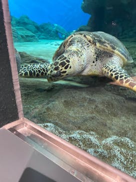 名古屋港水族館に投稿された画像（2021/11/3）