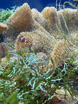 名古屋港水族館に投稿された画像（2021/11/3）