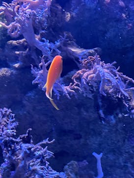 名古屋港水族館に投稿された画像（2021/11/3）