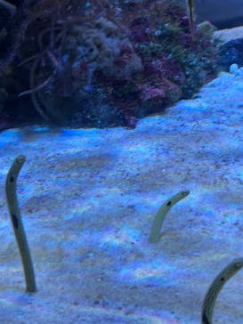 名古屋港水族館に投稿された画像（2021/11/3）