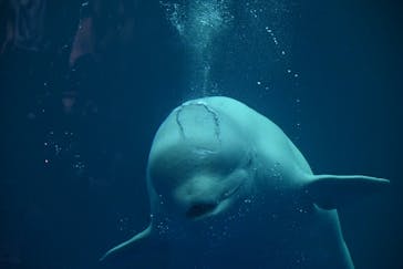 島根県立 しまね海洋館に投稿された画像（2021/11/3）