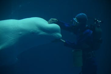 島根県立 しまね海洋館に投稿された画像（2021/11/3）