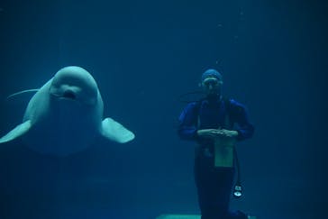 島根県立 しまね海洋館に投稿された画像（2021/11/3）