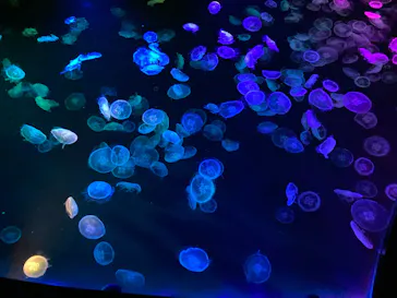 すみだ水族館に投稿された画像（2021/11/3）