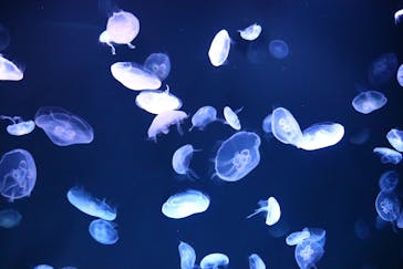 サンシャイン水族館に投稿された画像（2021/11/3）