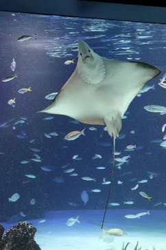 サンシャイン水族館に投稿された画像（2021/11/3）