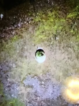 マングローブ茶屋に投稿された画像（2021/11/3）