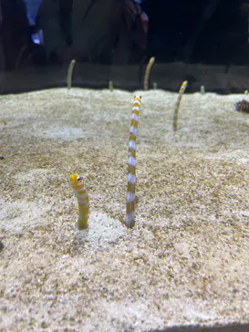 すみだ水族館に投稿された画像（2021/11/3）