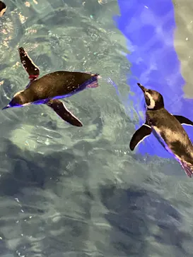 すみだ水族館に投稿された画像（2021/11/3）