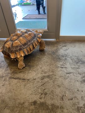 Moff アニマル カフェ イーアス 高尾店に投稿された画像（2021/11/3）