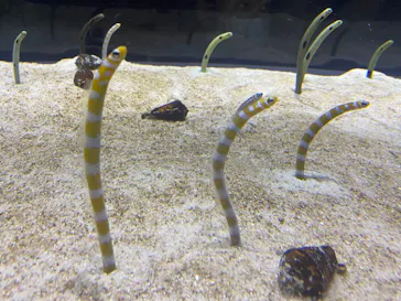 すみだ水族館に投稿された画像（2021/11/3）