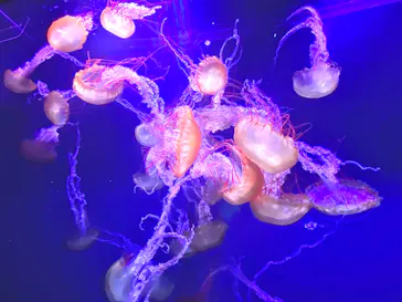 すみだ水族館に投稿された画像（2021/11/3）