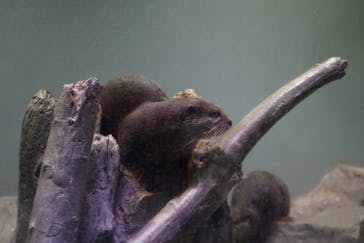 マクセル アクアパーク品川に投稿された画像（2021/11/3）