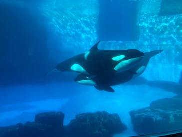 名古屋港水族館に投稿された画像（2021/11/3）