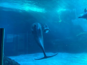 名古屋港水族館に投稿された画像（2021/11/3）