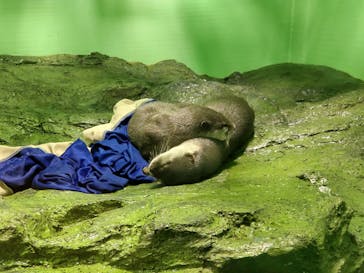 しながわ水族館に投稿された画像（2021/11/3）