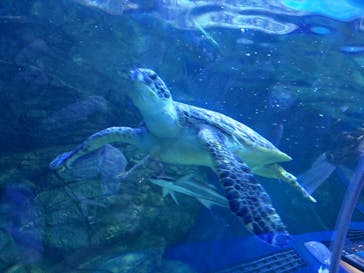 しながわ水族館に投稿された画像（2021/11/3）