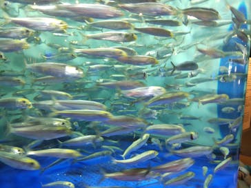 しながわ水族館に投稿された画像（2021/11/3）