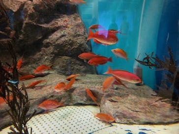 しながわ水族館に投稿された画像（2021/11/3）