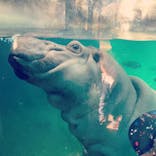 天王寺動物園に投稿された画像（2021/11/4）