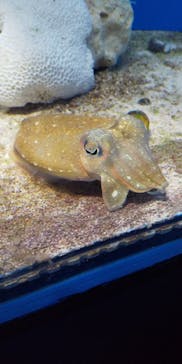 サンシャイン水族館に投稿された画像（2021/11/4）