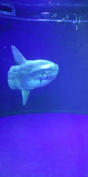 サンシャイン水族館に投稿された画像（2021/11/4）