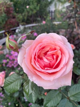 西武園ゆうえんちに投稿された画像（2021/11/4）