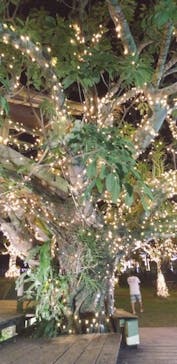 美らヤシパークオキナワ・東南植物楽園に投稿された画像（2021/11/4）