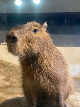 マクセル アクアパーク品川に投稿された画像（2021/11/4）