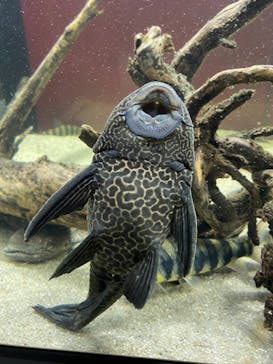 カワスイ 川崎⽔族館に投稿された画像（2021/11/4）