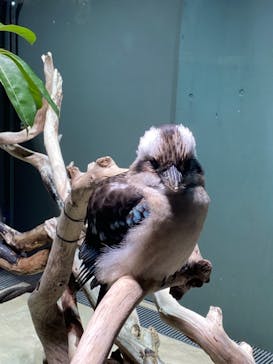 カワスイ 川崎⽔族館に投稿された画像（2021/11/4）