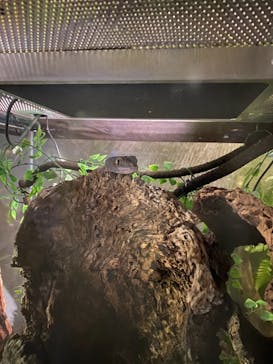 カワスイ 川崎⽔族館に投稿された画像（2021/11/4）