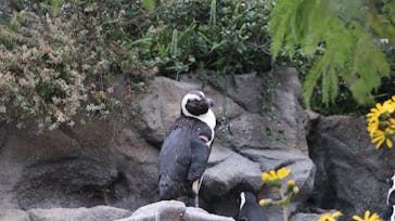 サンシャイン水族館に投稿された画像（2021/11/4）