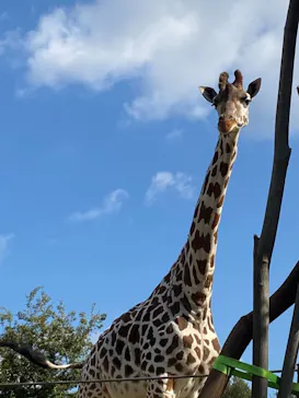 天王寺動物園に投稿された画像（2021/11/4）