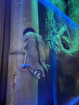 カワスイ 川崎⽔族館に投稿された画像（2021/11/4）