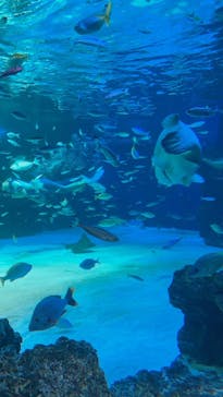 サンシャイン水族館に投稿された画像（2021/11/4）
