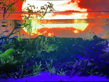 カワスイ 川崎⽔族館に投稿された画像（2021/11/4）