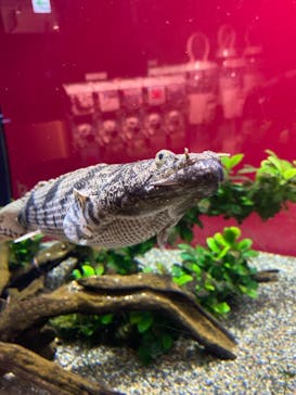 カワスイ 川崎⽔族館に投稿された画像（2021/11/4）