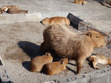 伊豆アニマルキングダムに投稿された画像（2021/11/4）