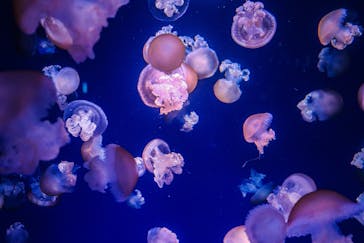 新江ノ島水族館に投稿された画像（2021/11/5）