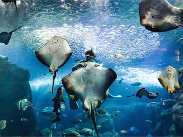 新江ノ島水族館に投稿された画像（2021/11/5）