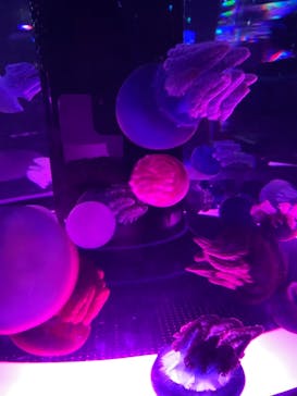 マクセル アクアパーク品川に投稿された画像（2021/11/5）